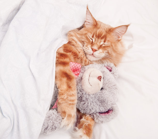 可爱的橙色缅因猫和泰迪熊睡觉图片下载