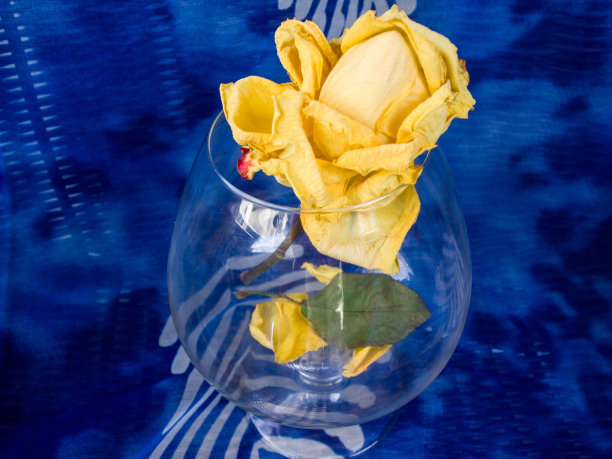 玻璃中的黄玫瑰图片下载