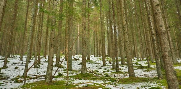 雪中的森林图片下载