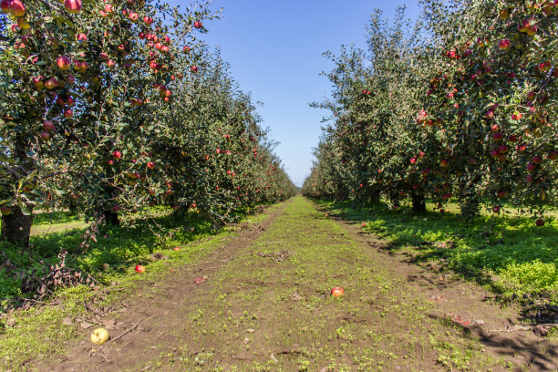 苹果树图片下载