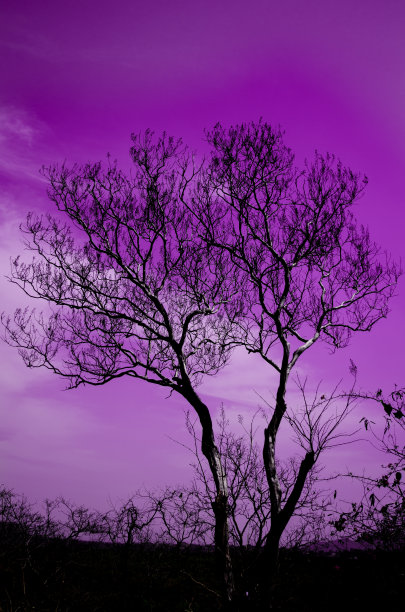 孤独的树图片下载