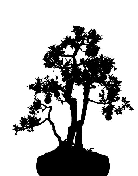 盆景cucoloris图片下载