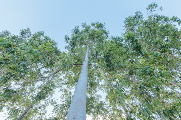 天空中的桉树图片下载