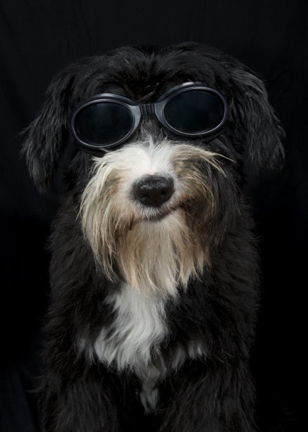 笑的狗图片下载