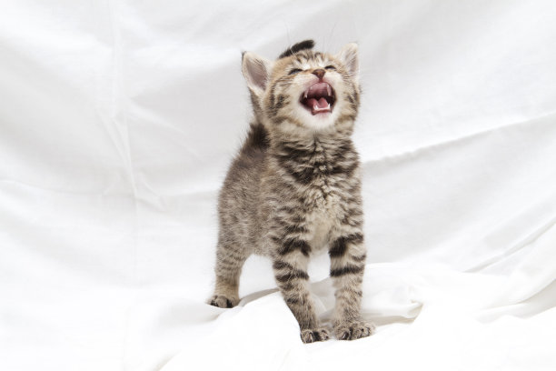 可爱的小猫的叫声图片下载
