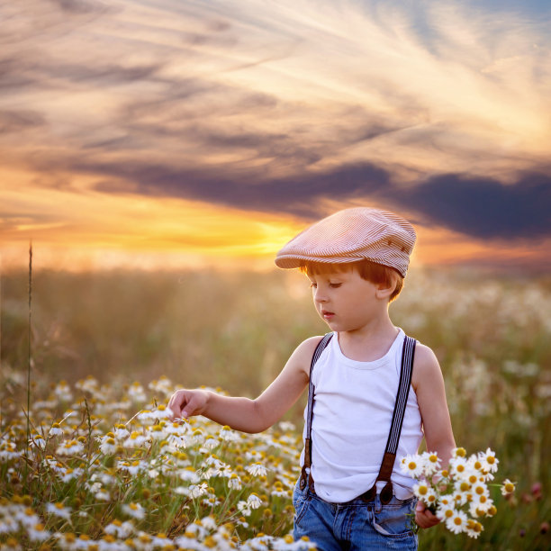美丽的小男孩在夕阳下的雏菊地里图片下载