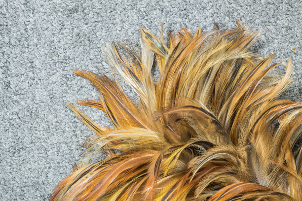 特写羽毛抹布在灰色地毯地板背景图片下载