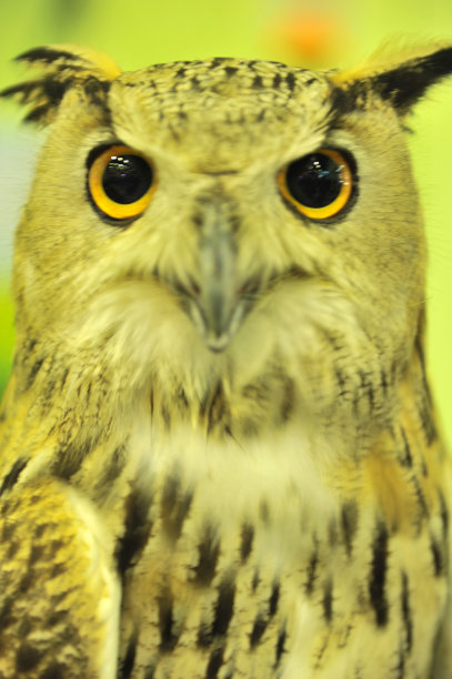 决定不再鹰枭图片下载