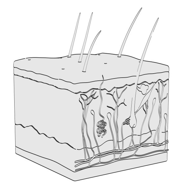 皮肤解剖学图片下载