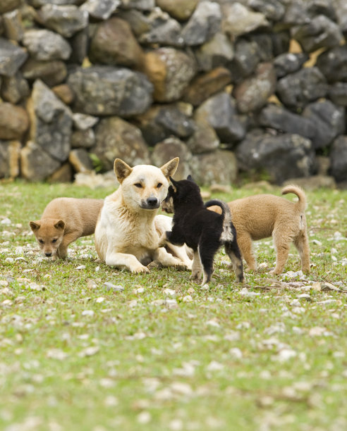 家庭的狗图片下载