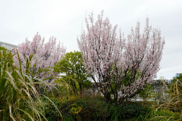 樱花,樱花图片下载