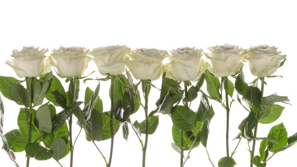 七个美丽的玫瑰图片下载