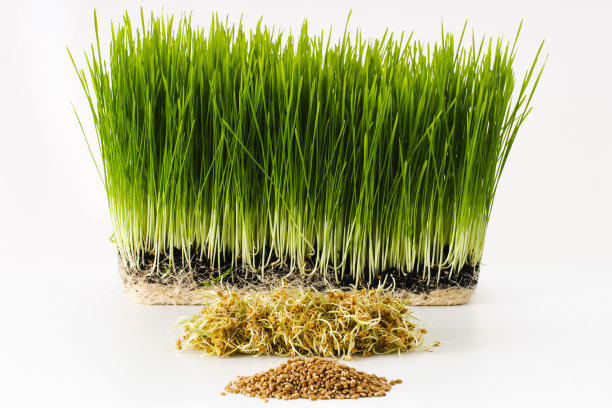 越来越多的麦草图片下载