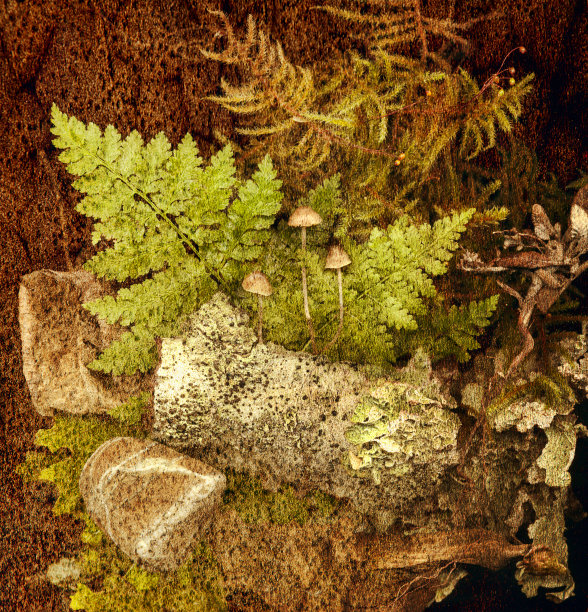 森林静物图片下载