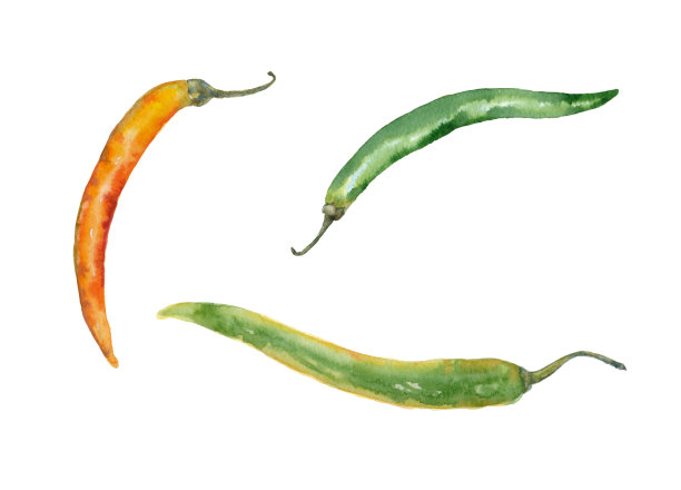 水彩画的智利辣椒。图片下载