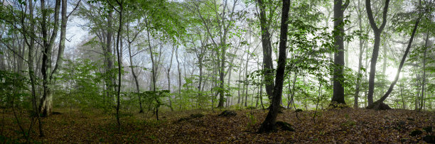 清晨美丽的夏日森林，林木全景图片下载