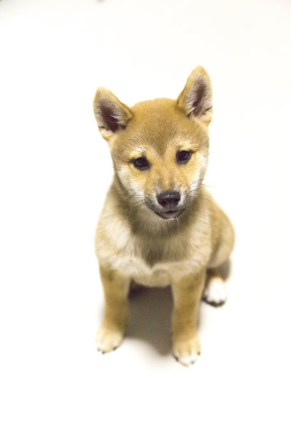 柴犬小狗图片下载