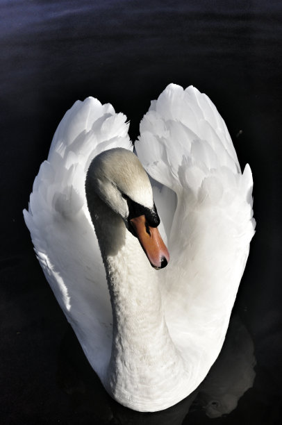 白天鹅图片下载
