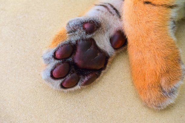 老虎爪子图片下载