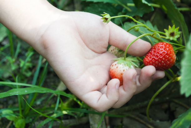男孩用手在树枝上摘草莓。图片下载