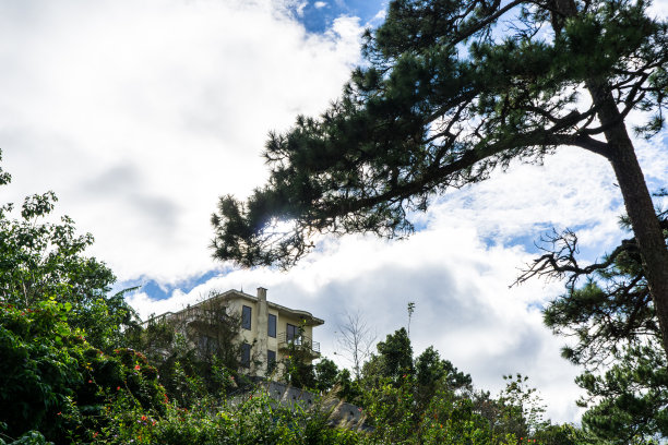 提起松丛林图片下载