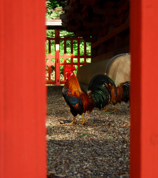 公鸡图片下载
