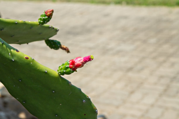 仙人掌花图片下载