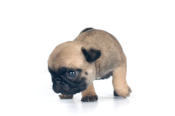 一个月的哈巴狗图片下载