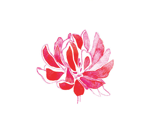 红三叶草图片下载