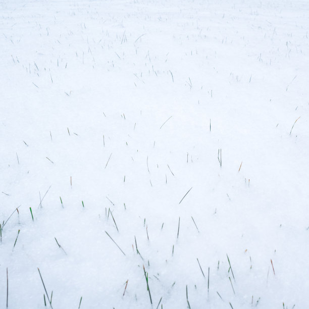 花园草坪上的第一场雪中露出了绿草图片下载