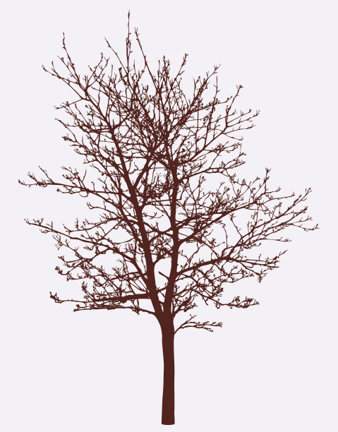 春树的剪影图片下载