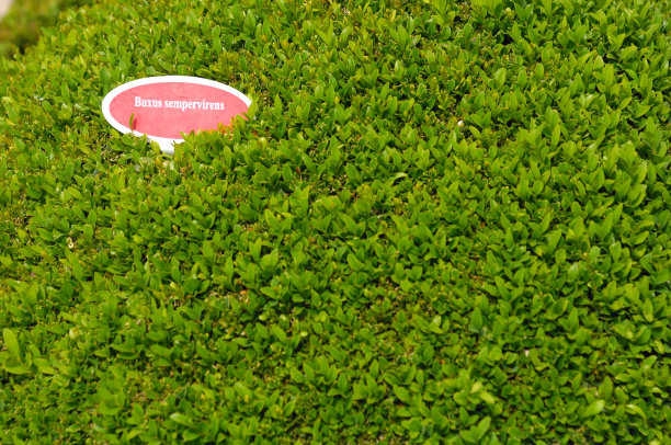 黄杨木,进行了它们图片下载