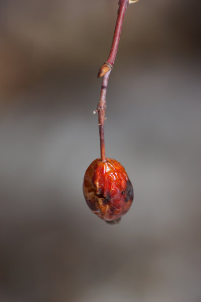 pensylvanica Prunus pensylvanica 水果 (pincherry)图片下载