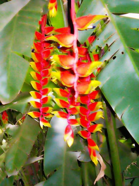 红龙虾爪螺旋藻图片下载