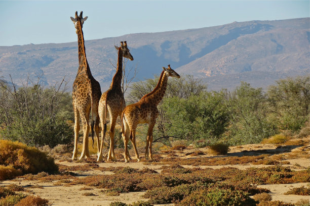 三个长颈鹿图片下载