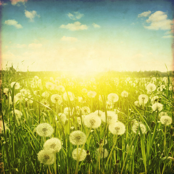 垃圾照片蒲公英田在日落。图片下载