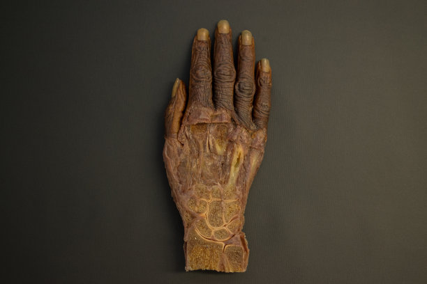 解剖前右手-俯视图-高清图片下载