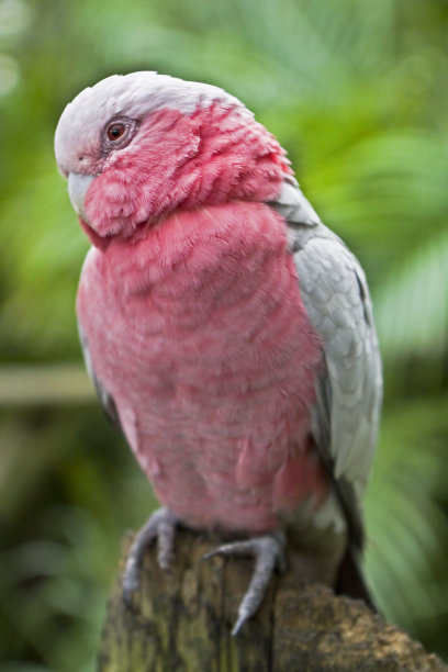 粉红色,长尾小鹦鹉鸟。图片下载
