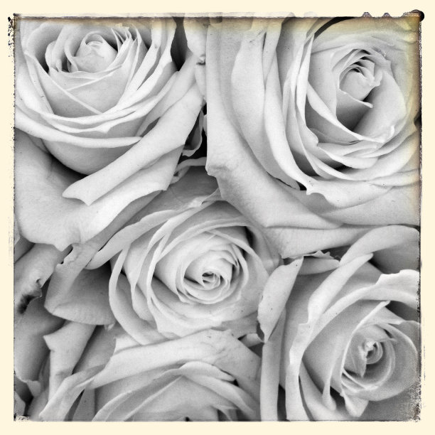 黑与白玫瑰图片下载