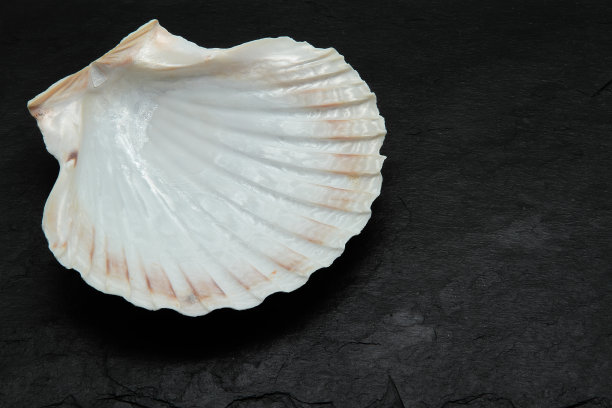 扇贝壳图片下载