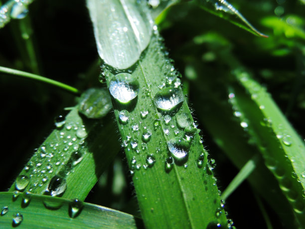 草地上的水滴图片下载