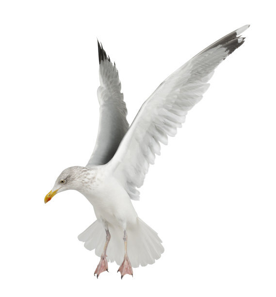 欧洲银鸥，Larus argentatus, 4岁，会飞图片下载