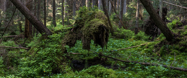 树木连根拔起。图片下载