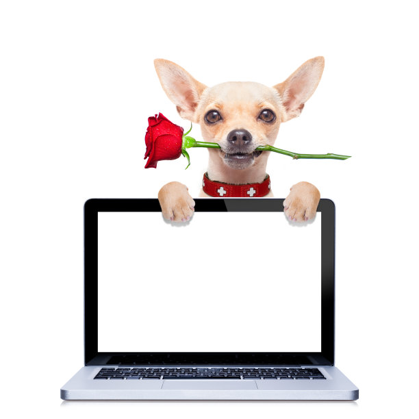 情人节的狗图片下载