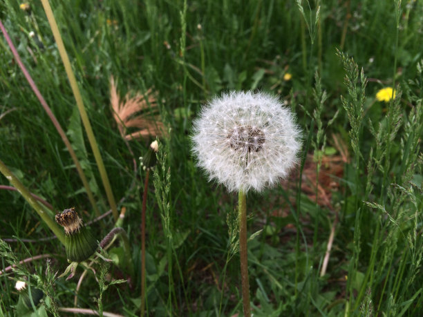 蒲公英的种子图片下载