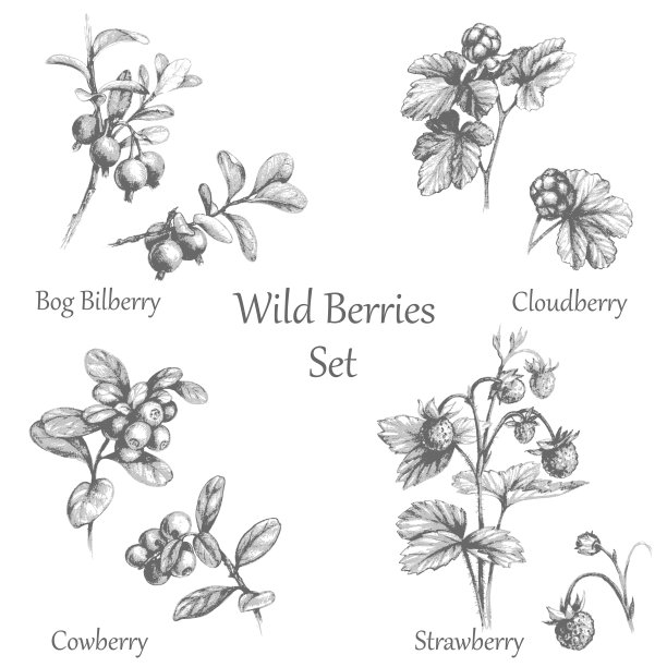 手绘野莓套装图片下载