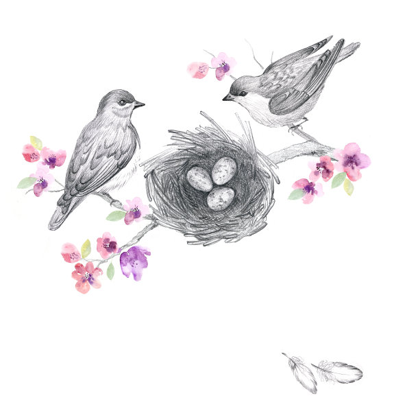 花和鸟图片下载