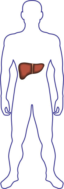 人体内的肝脏图片下载