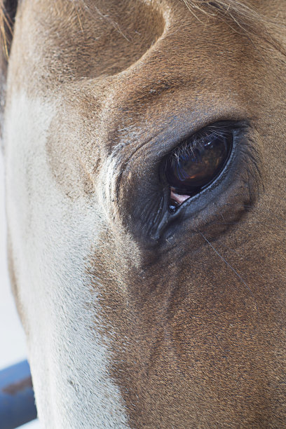 马的眼睛图片下载