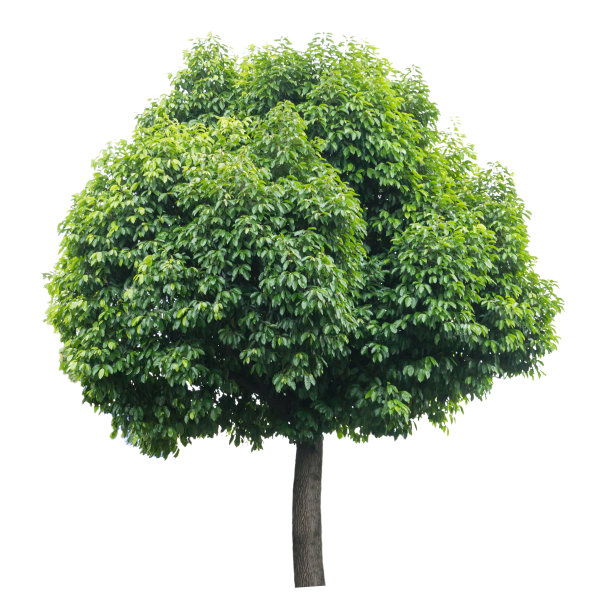 树孤立在白色上图片下载